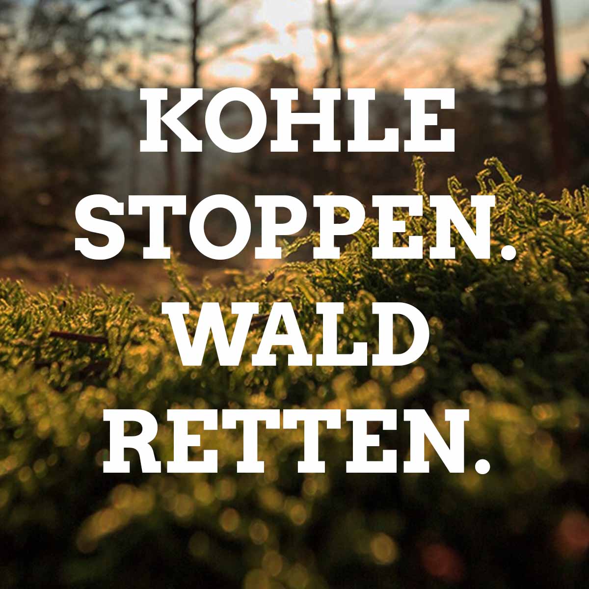 Kohle stoppen - Wald retten.